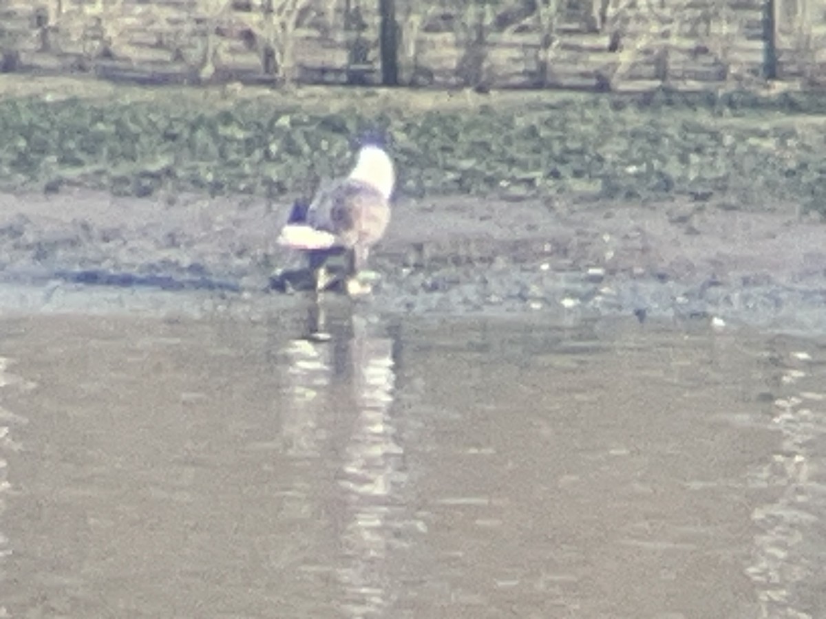 orel bělohlavý - ML611073538