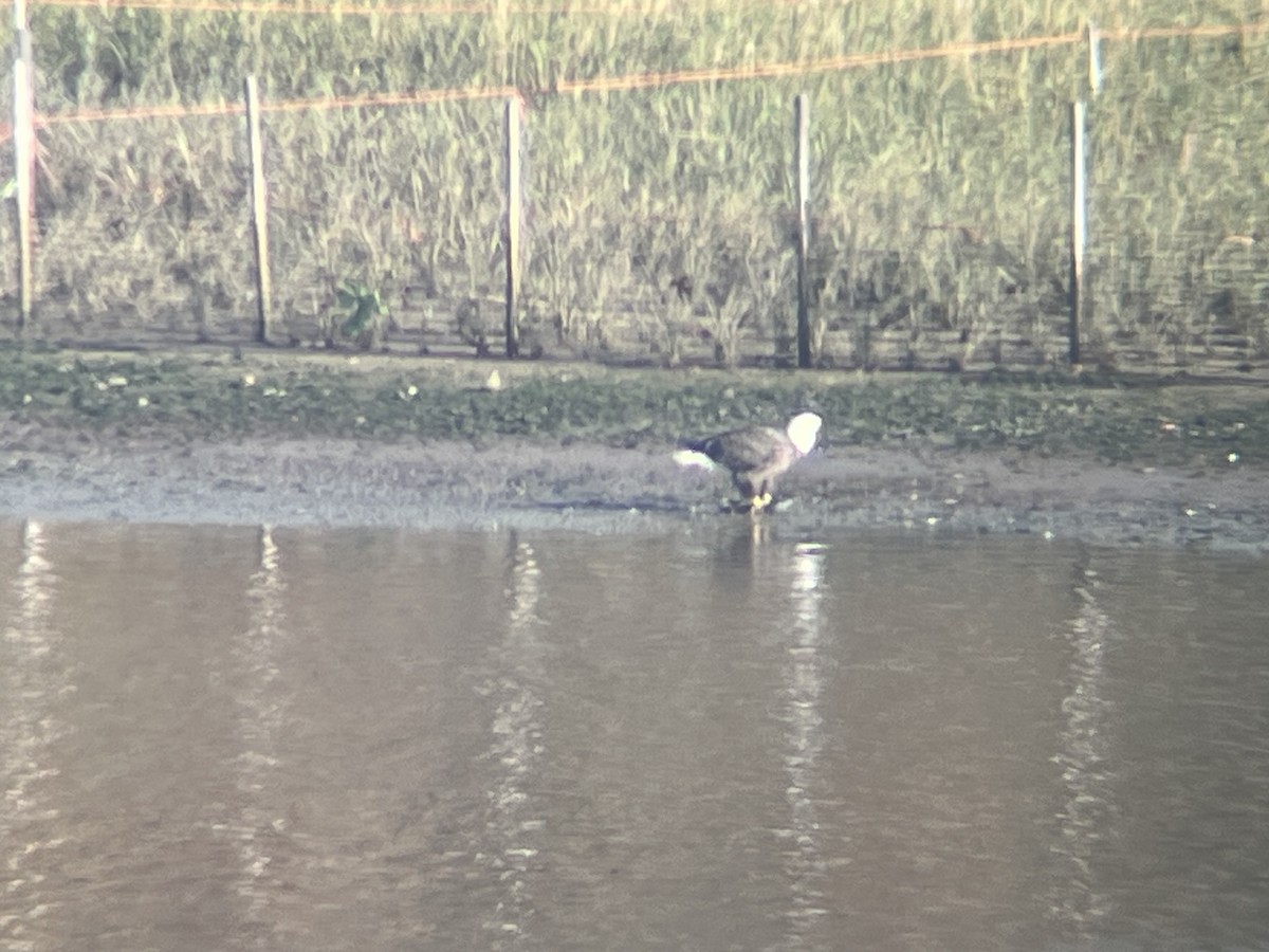 orel bělohlavý - ML611073539