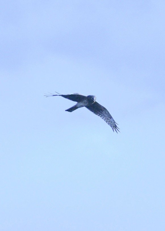 Northern Harrier - Jessica Coss