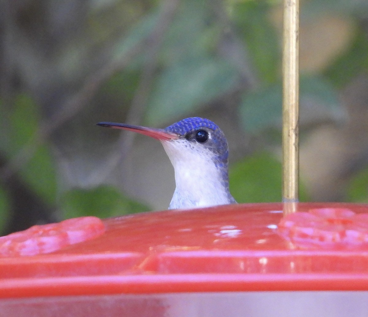 kolibřík fialovokorunkatý - ML611073582