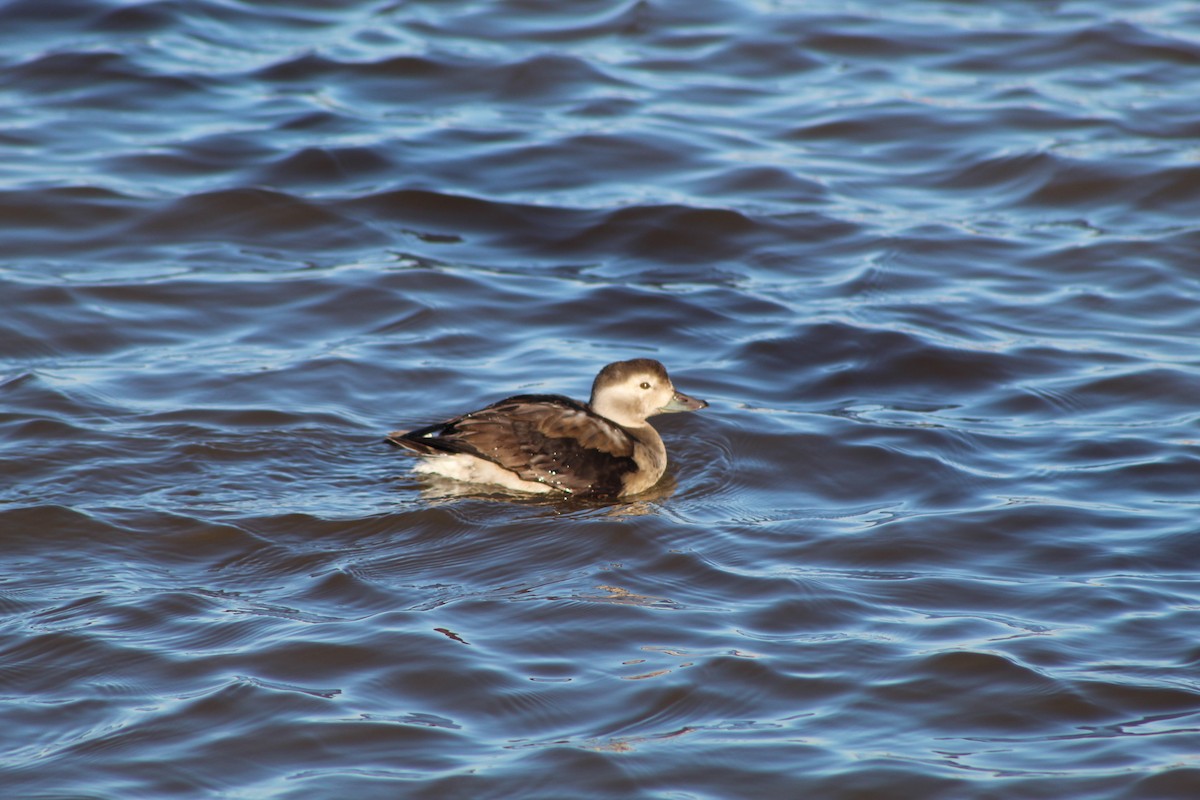 Long-tailed Duck - ML611073631