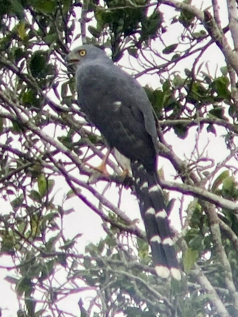 Long-tailed Hawk - ML611073641