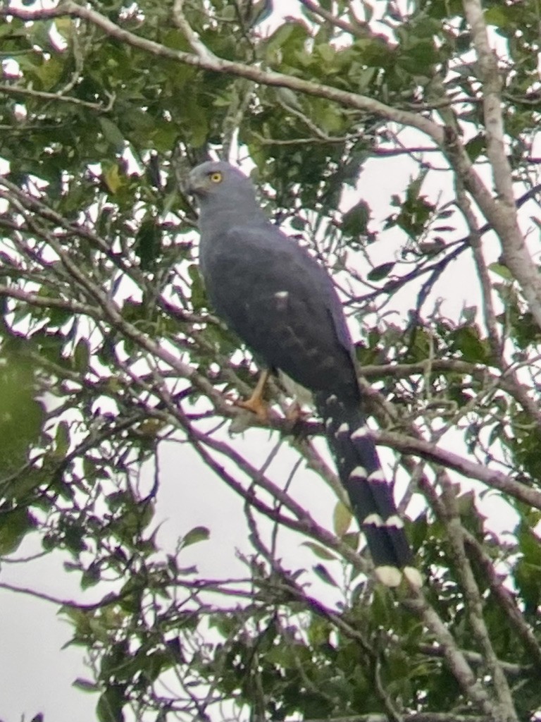 Long-tailed Hawk - ML611073642