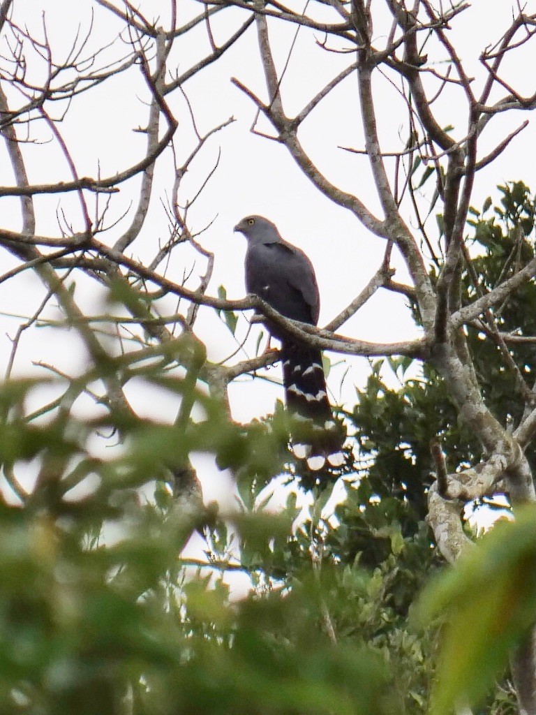 Long-tailed Hawk - ML611073643