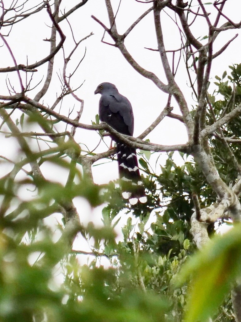 Long-tailed Hawk - ML611073644