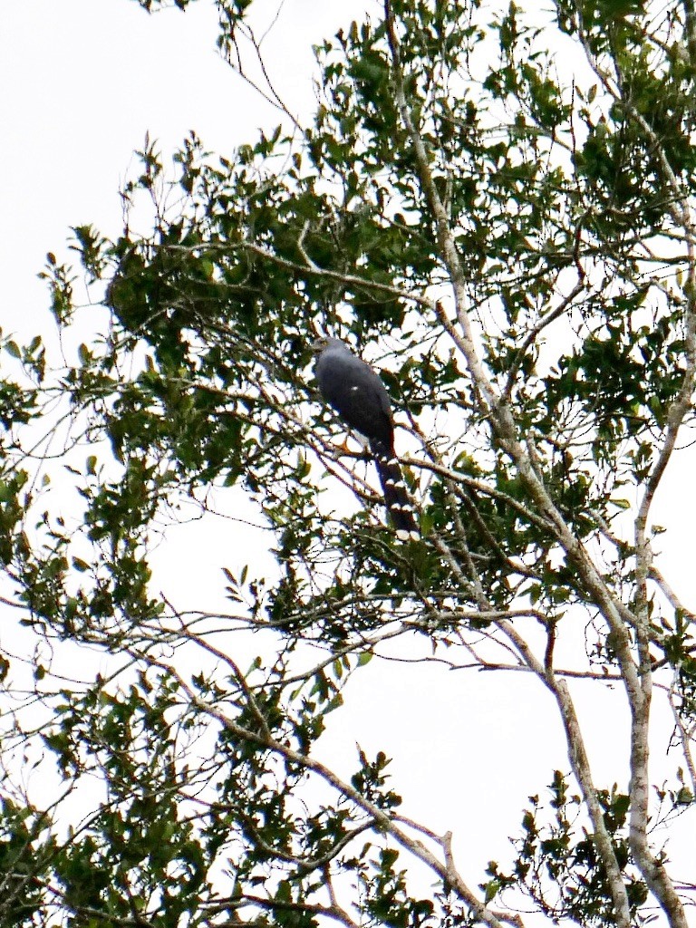 Long-tailed Hawk - ML611073645