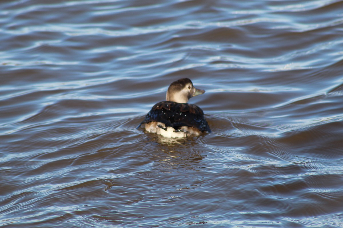 Long-tailed Duck - ML611073646