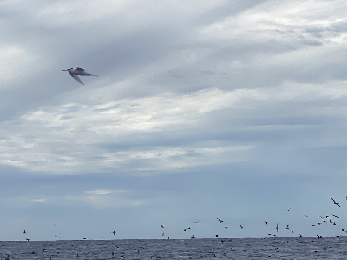 Black-naped Tern - ML611073673