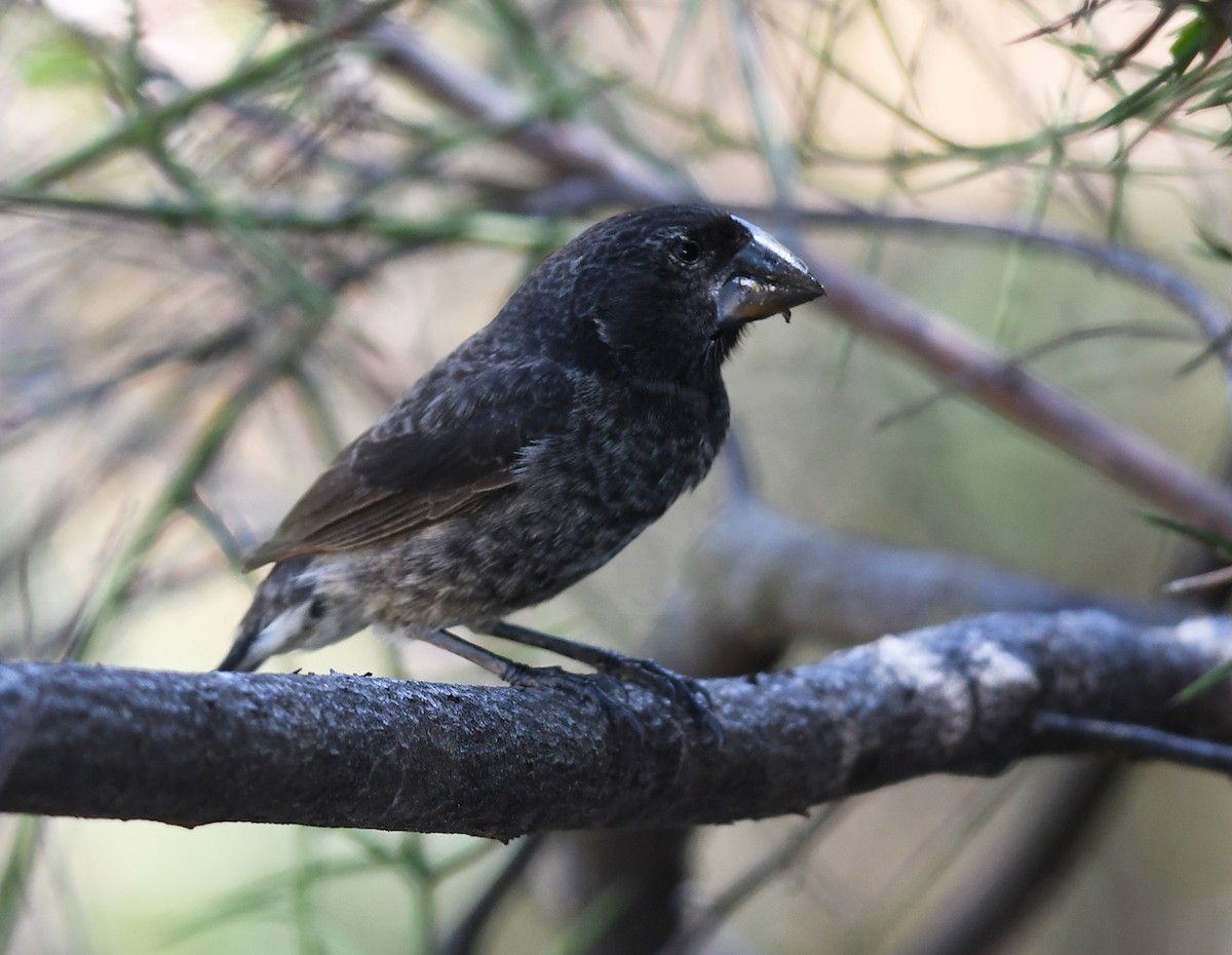 ML611073676 - Large Ground-Finch - Macaulay Library
