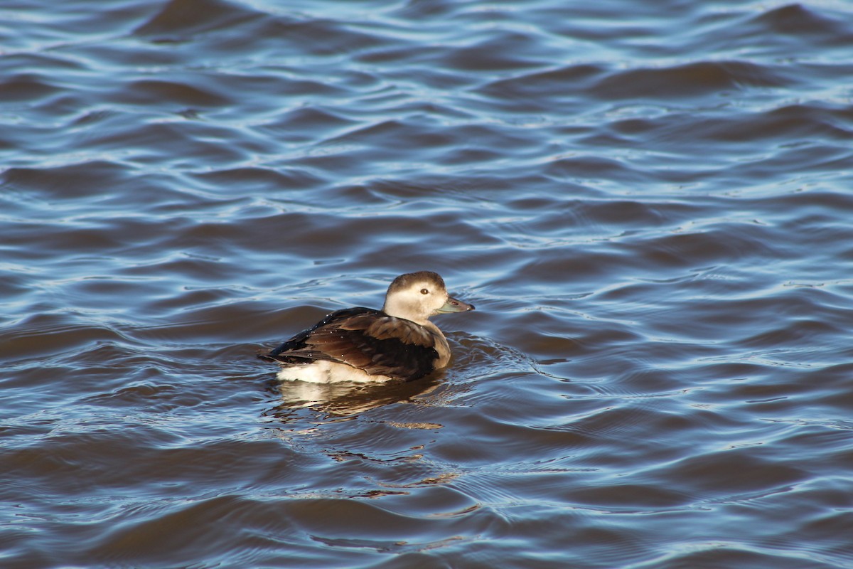Long-tailed Duck - ML611073694