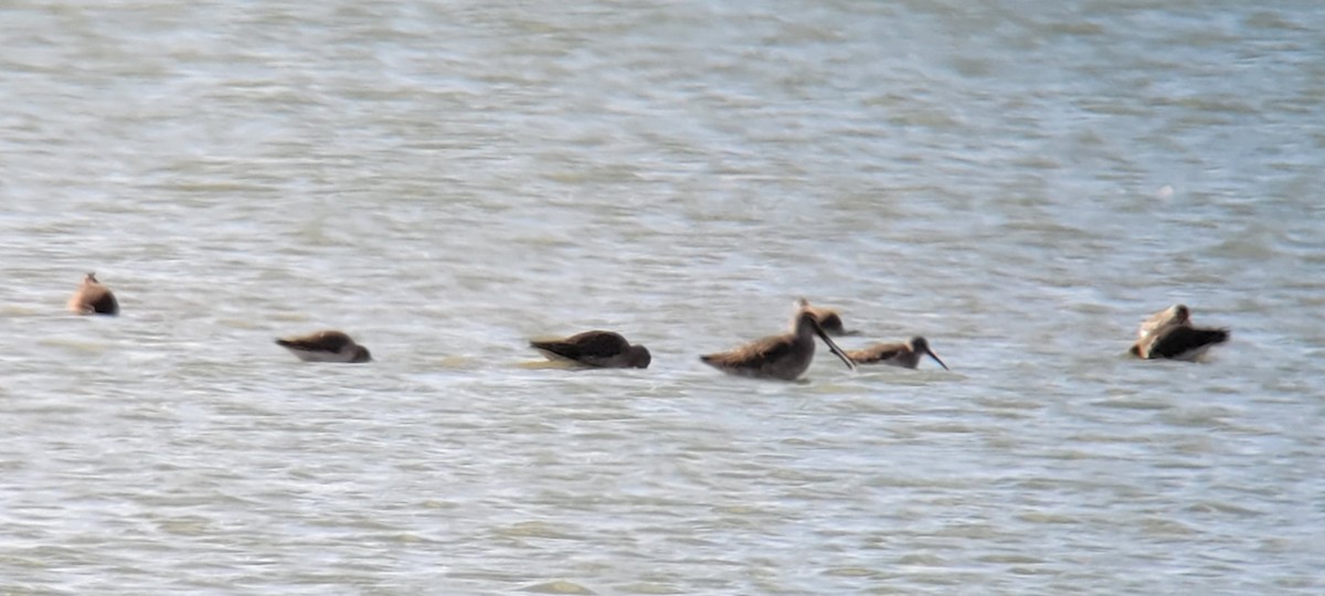 Long-billed Dowitcher - ML611073729