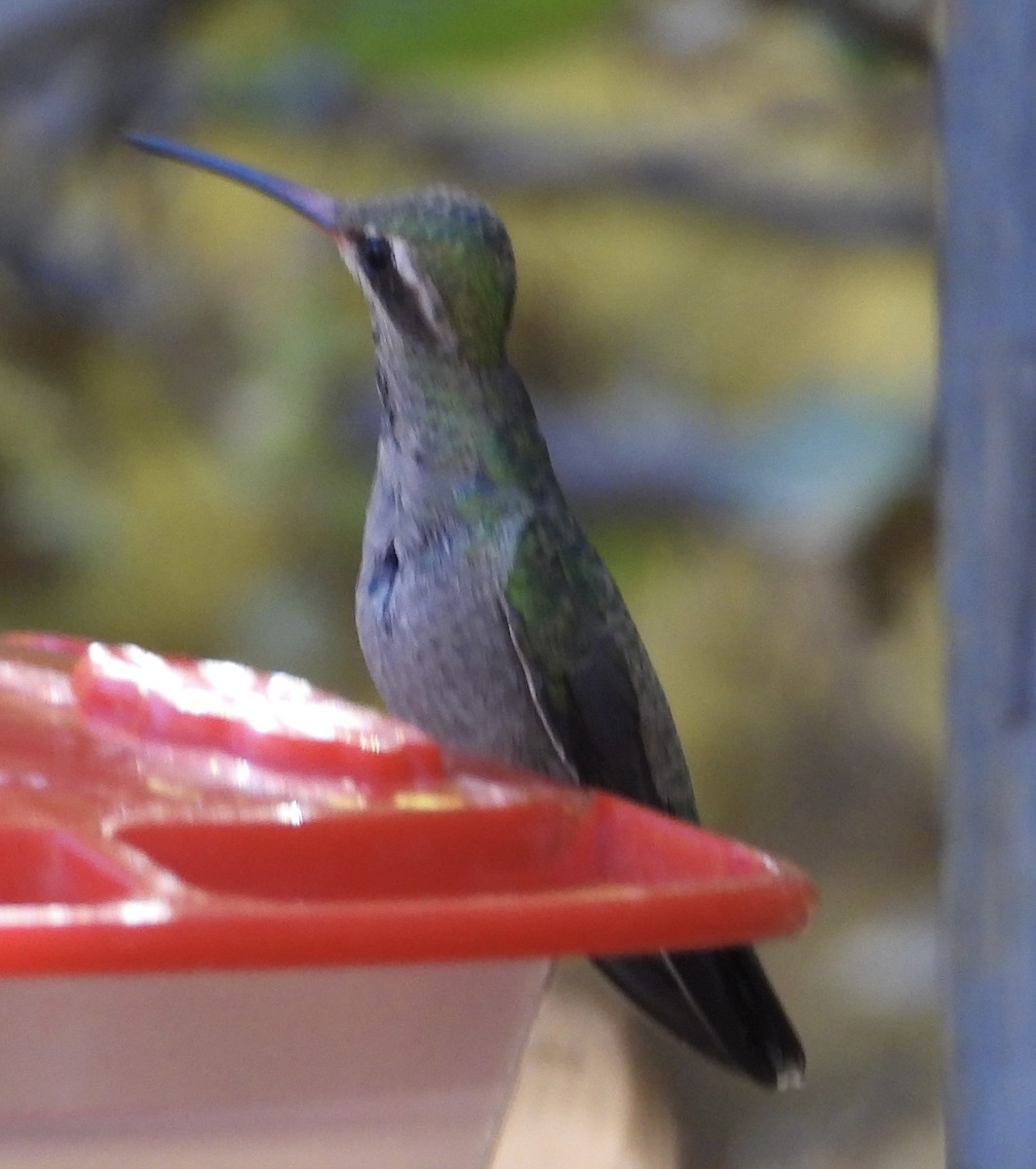 Colibrí Piquiancho Común - ML611073730