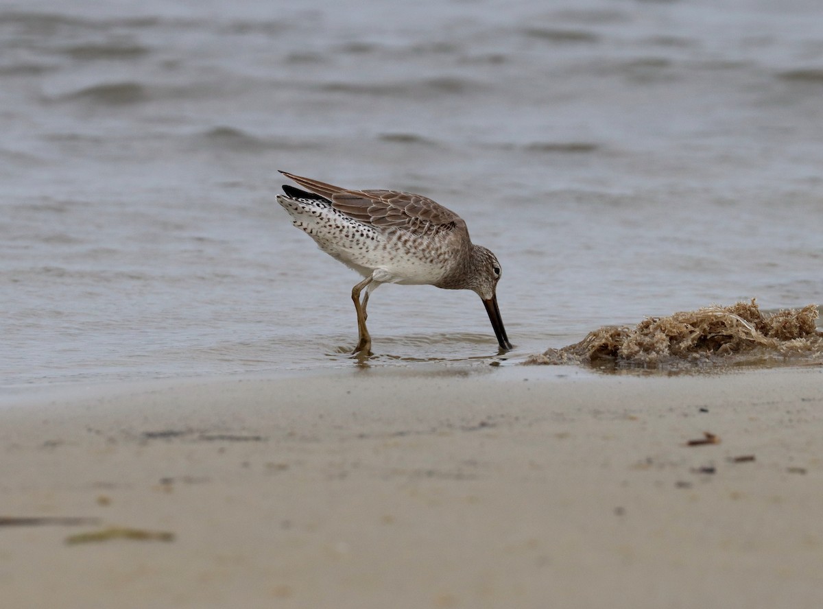 Short-billed Dowitcher - ML611073740