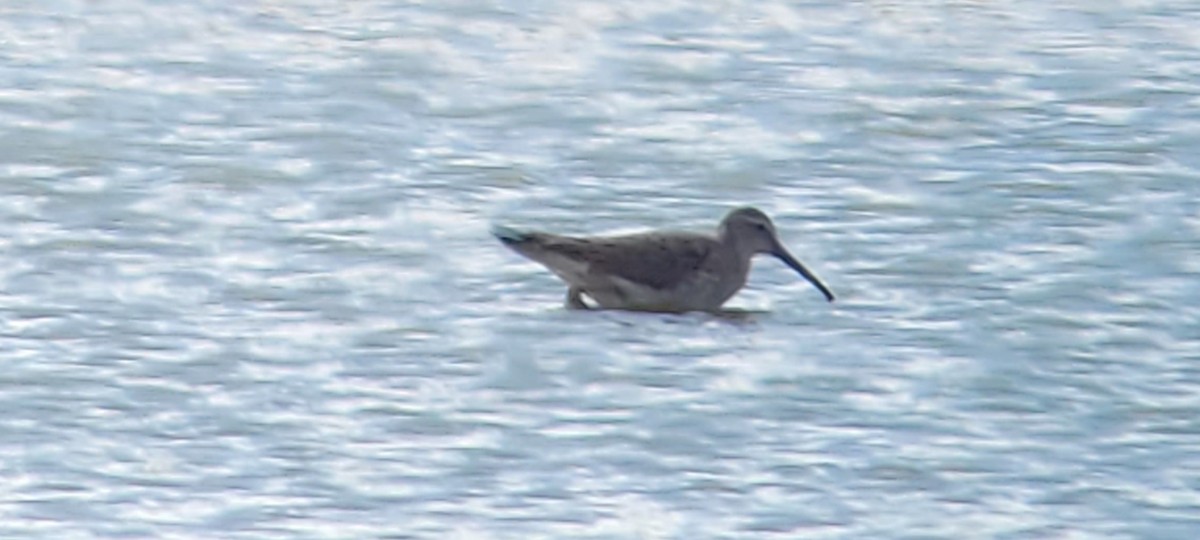 Stilt Sandpiper - ML611073741