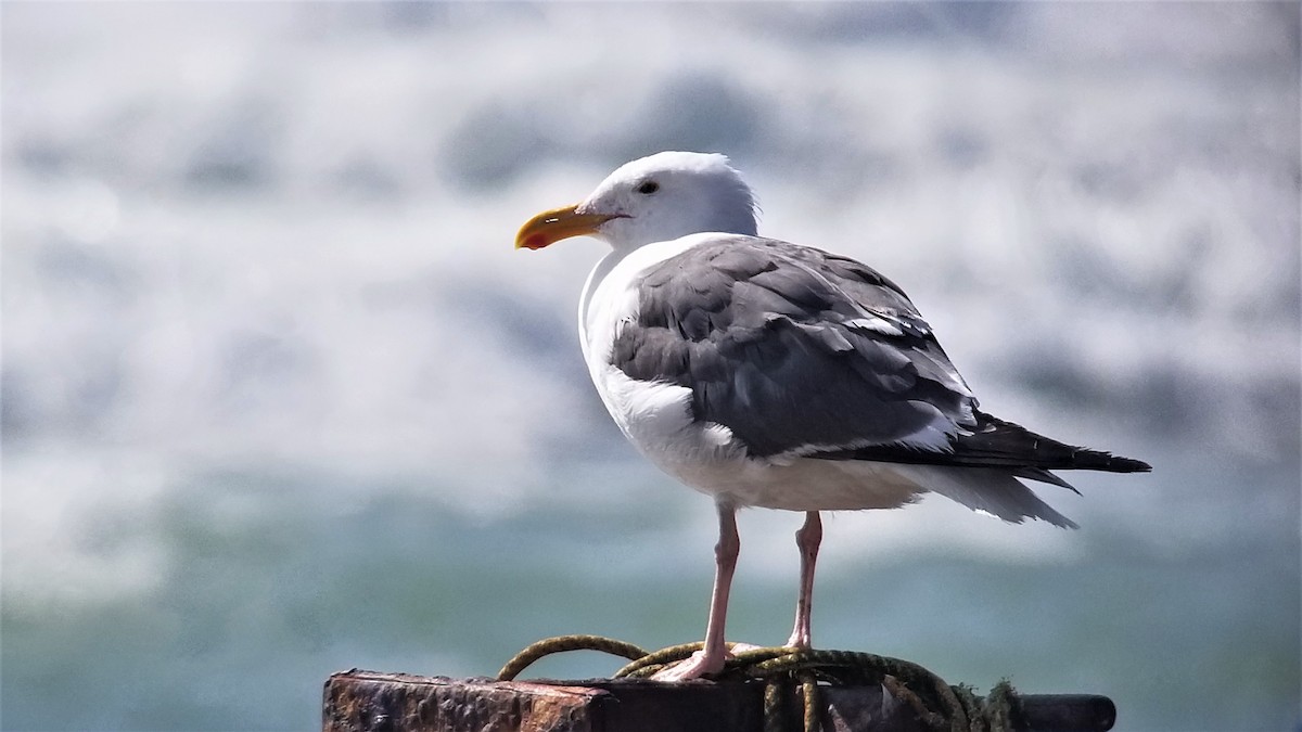 Gaviota Occidental - ML611073777