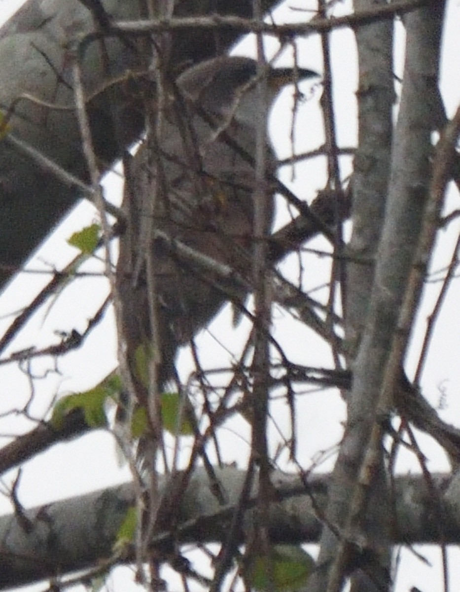 Yellow-billed Cuckoo - ML611073785