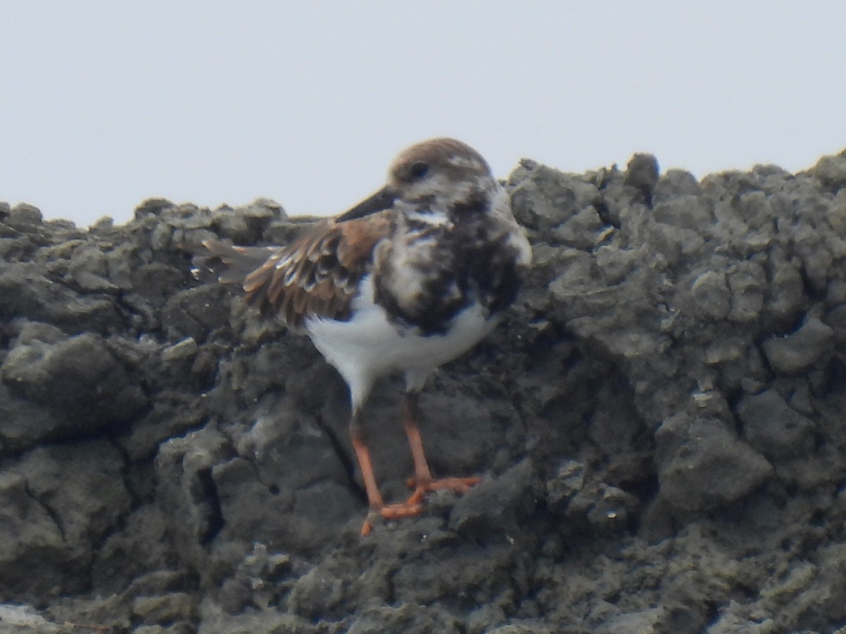 Ruddy Turnstone - ML611073827