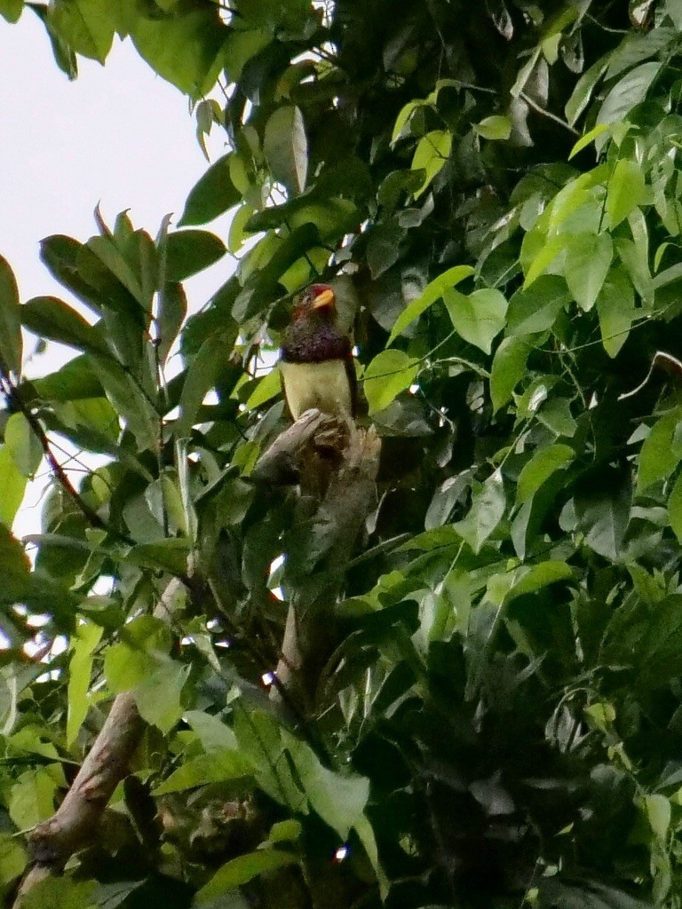 Yellow-billed Barbet (Western) - ML611073837