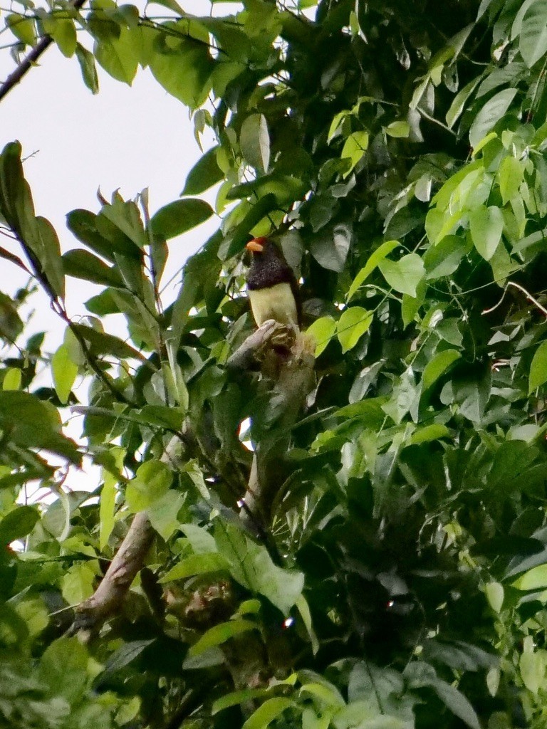 Yellow-billed Barbet (Western) - ML611073838