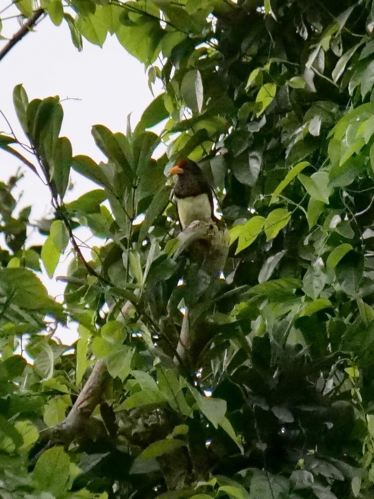 Yellow-billed Barbet (Western) - ML611073839