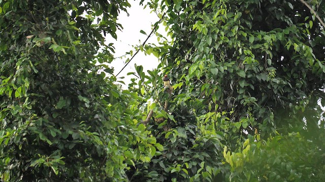 Western Yellow-billed Barbet (Western) - ML611073868