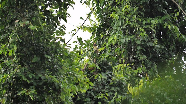 Yellow-billed Barbet (Western) - ML611073868