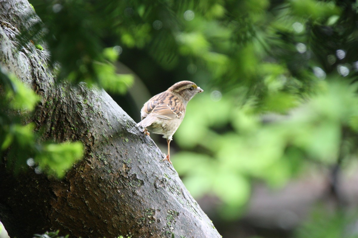White-throated Sparrow - ML611073878