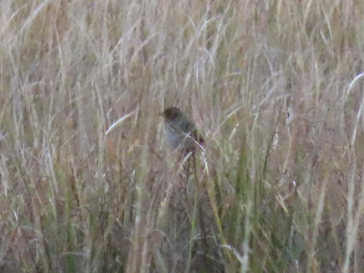 Saltmarsh Sparrow - Tim Carney