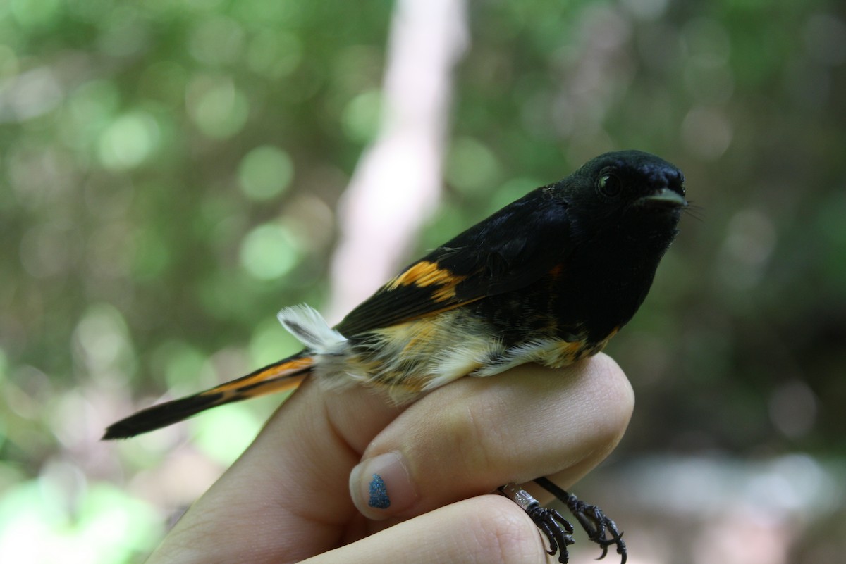 American Redstart - ML611073978