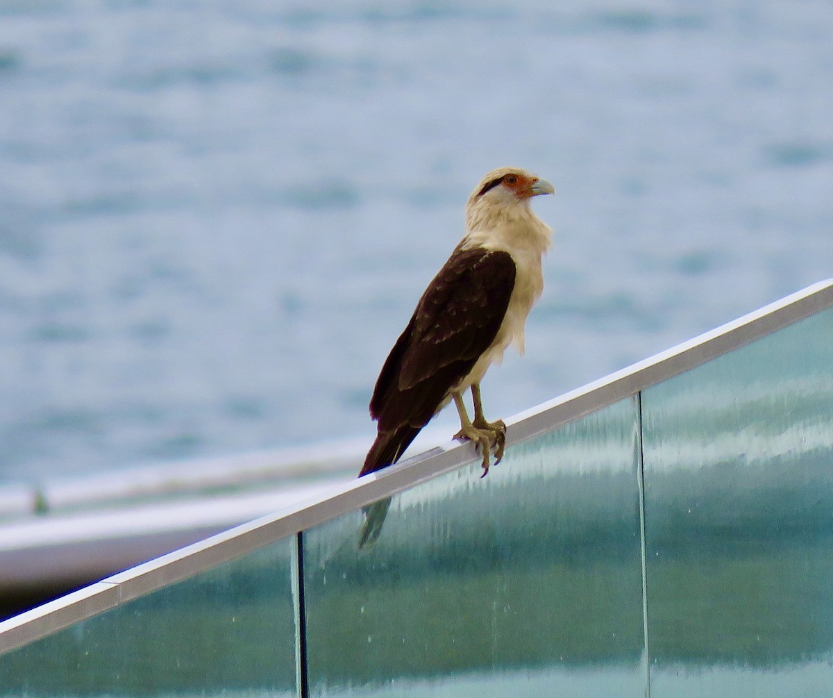 Yellow-headed Caracara - ML611073979