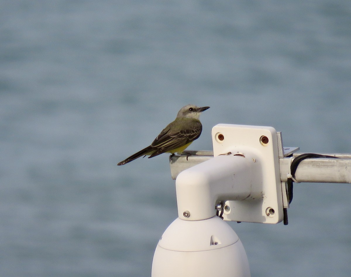 Tropical Kingbird - ML611073993