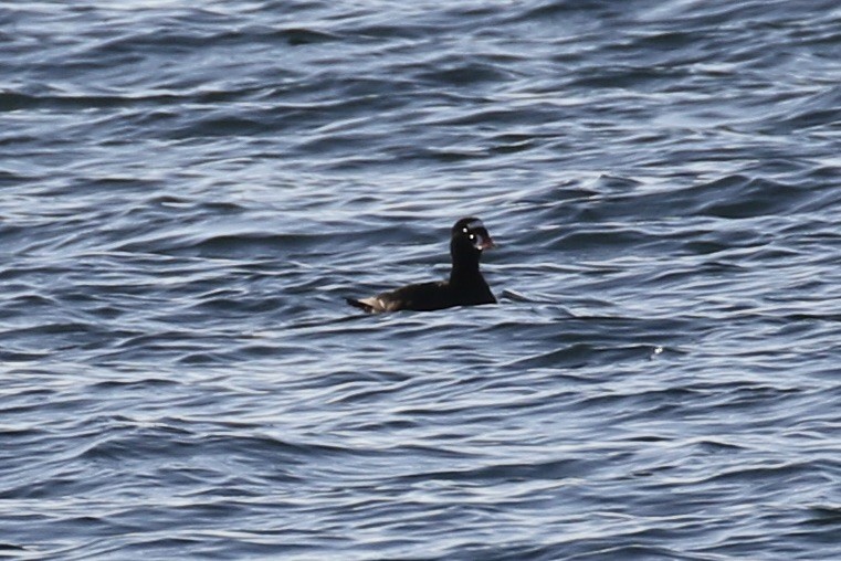 Surf Scoter - ML611074006