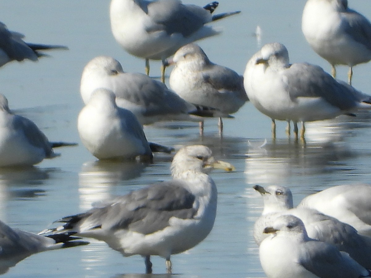 California Gull - ML611074030