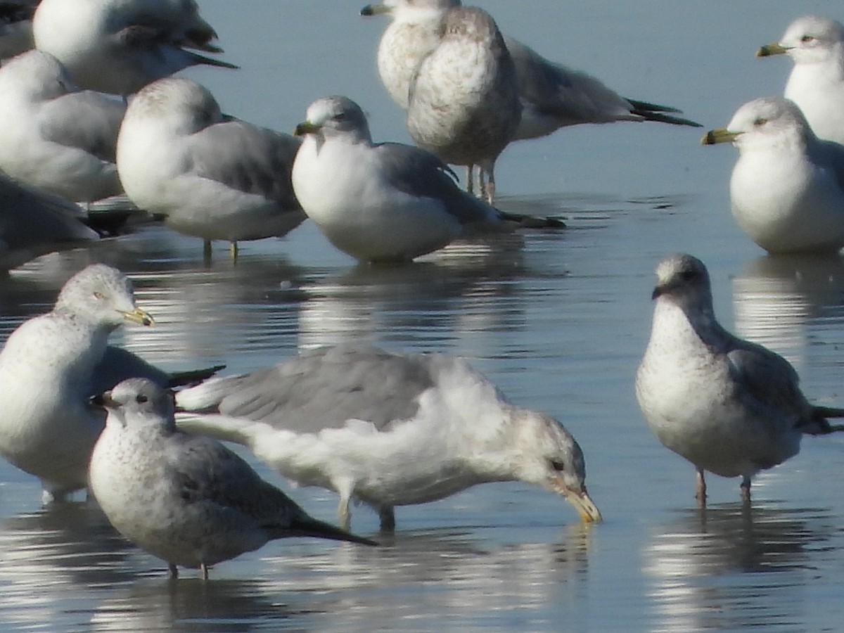 California Gull - ML611074031
