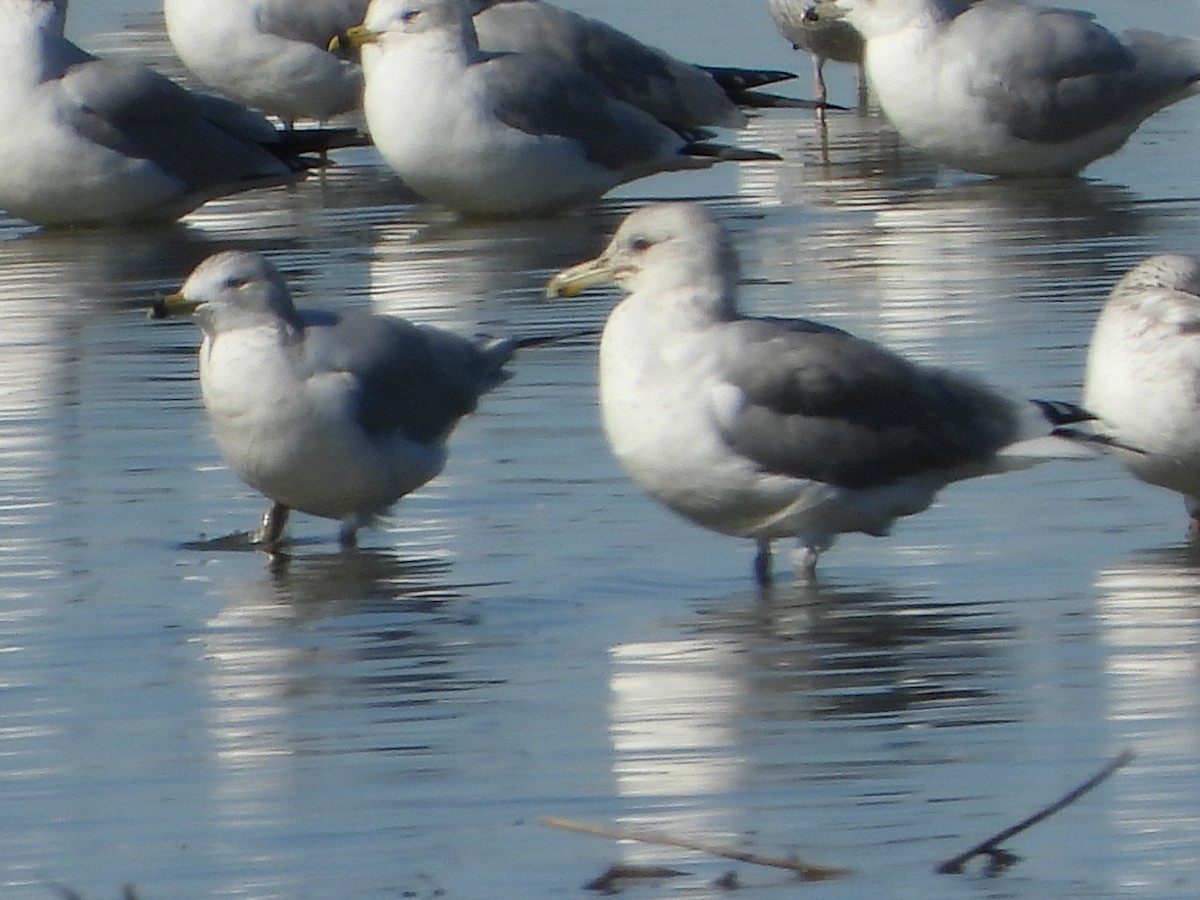 California Gull - ML611074033