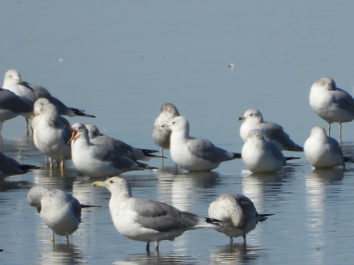 California Gull - ML611074034