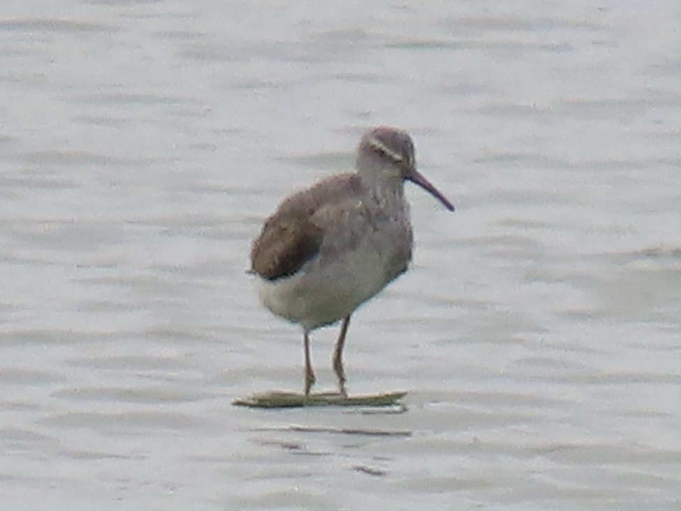 Stilt Sandpiper - Tim Carney