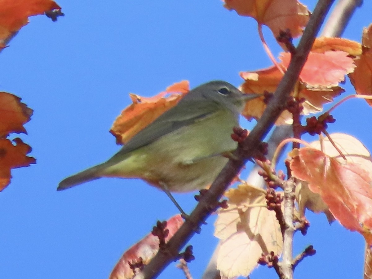 Orange-crowned Warbler - ML611074094