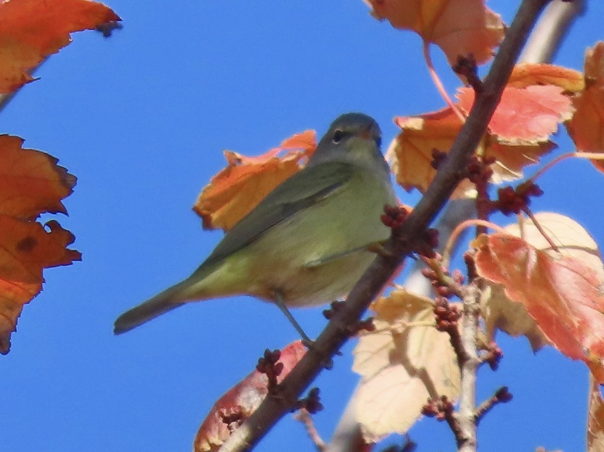 Orange-crowned Warbler - ML611074096