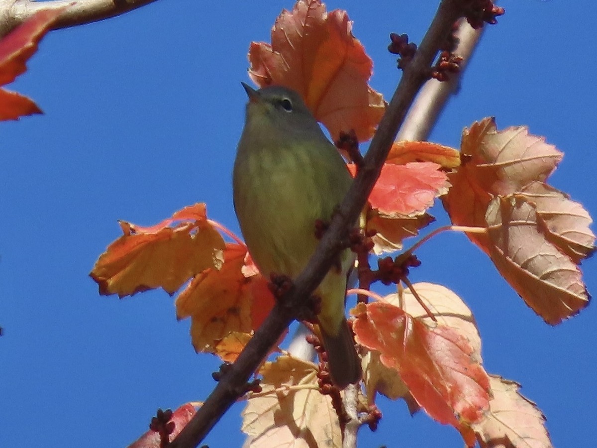 Orange-crowned Warbler - ML611074097