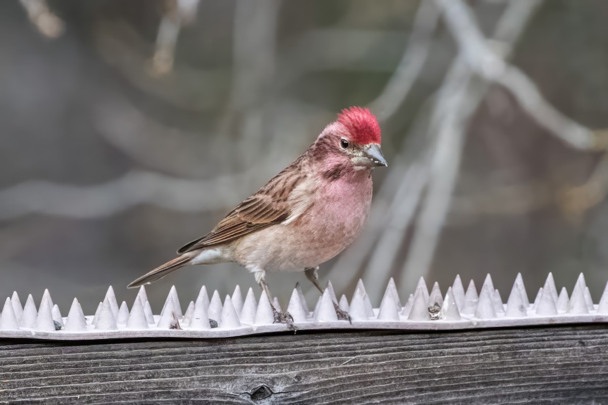 Cassin's Finch - ML611074103