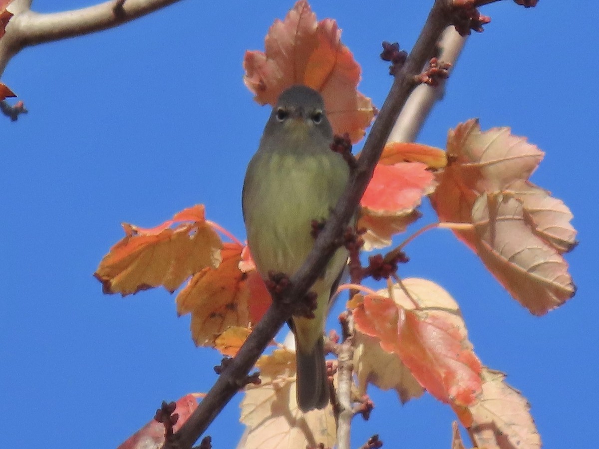 Orange-crowned Warbler - ML611074104