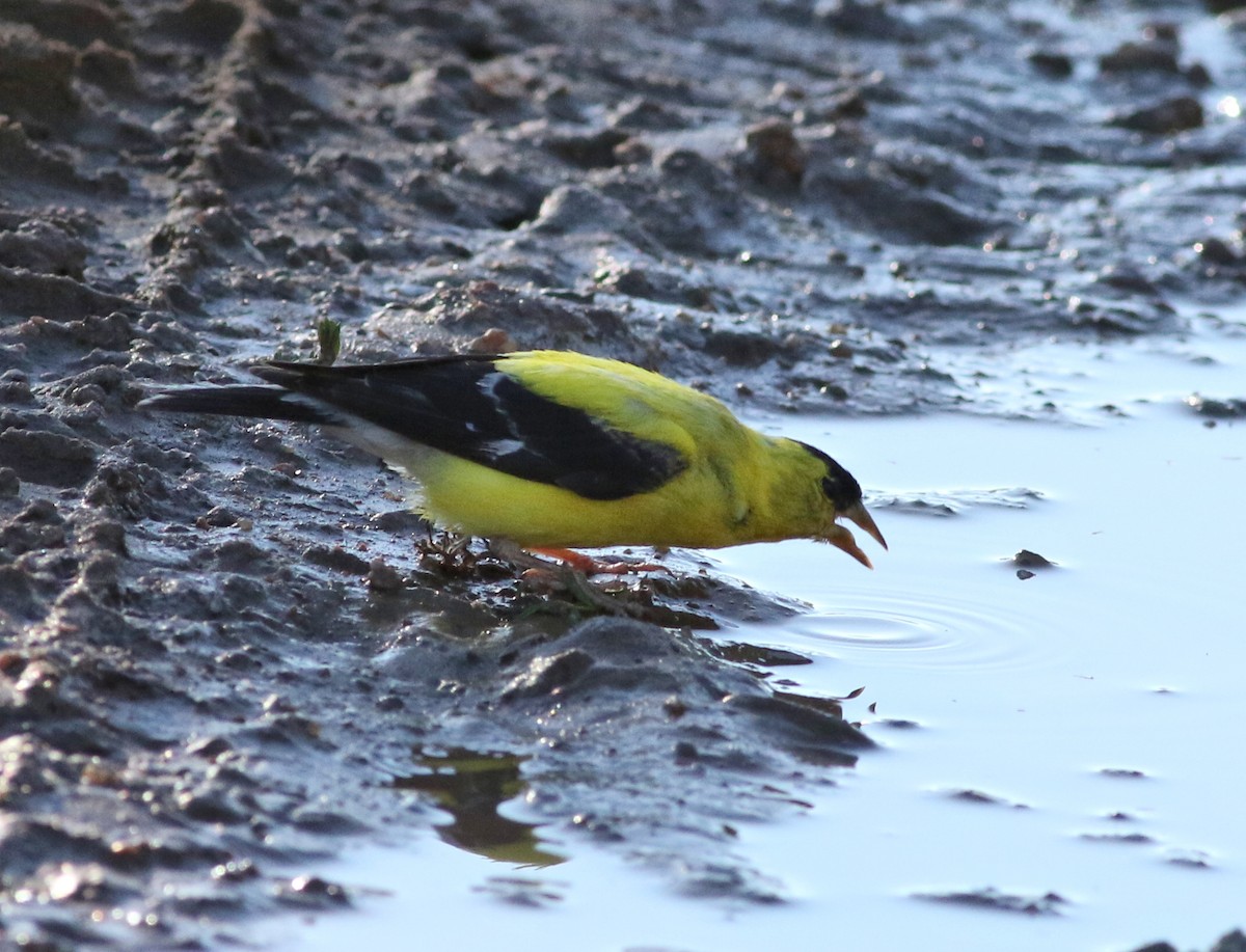 American Goldfinch - ML611074120