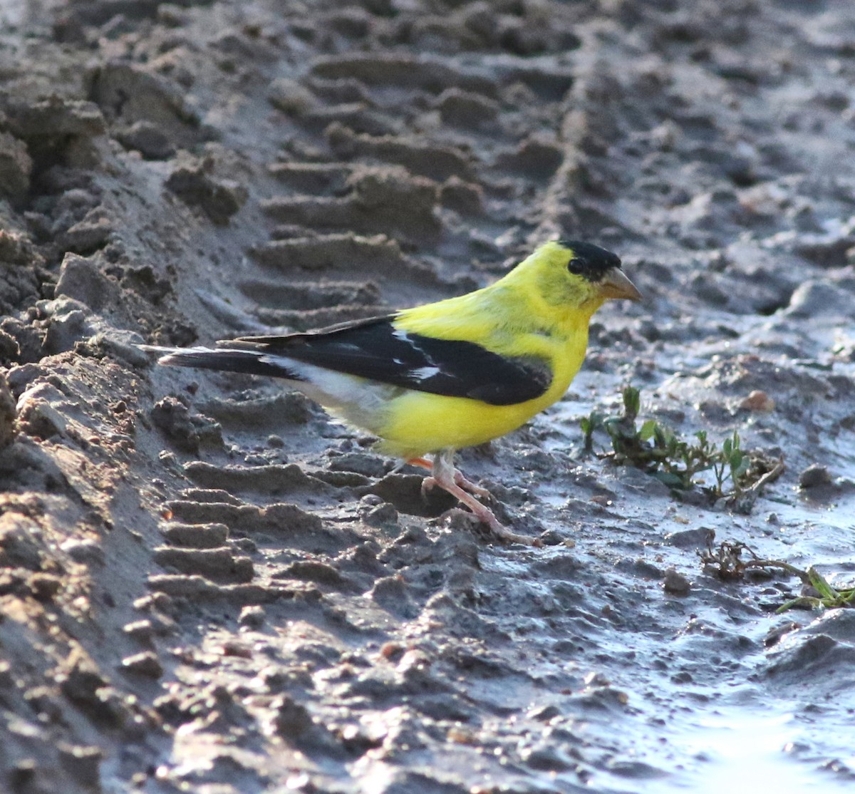 American Goldfinch - ML611074121