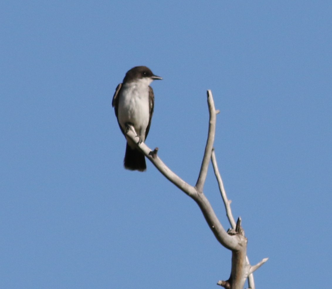 Eastern Kingbird - ML611074148