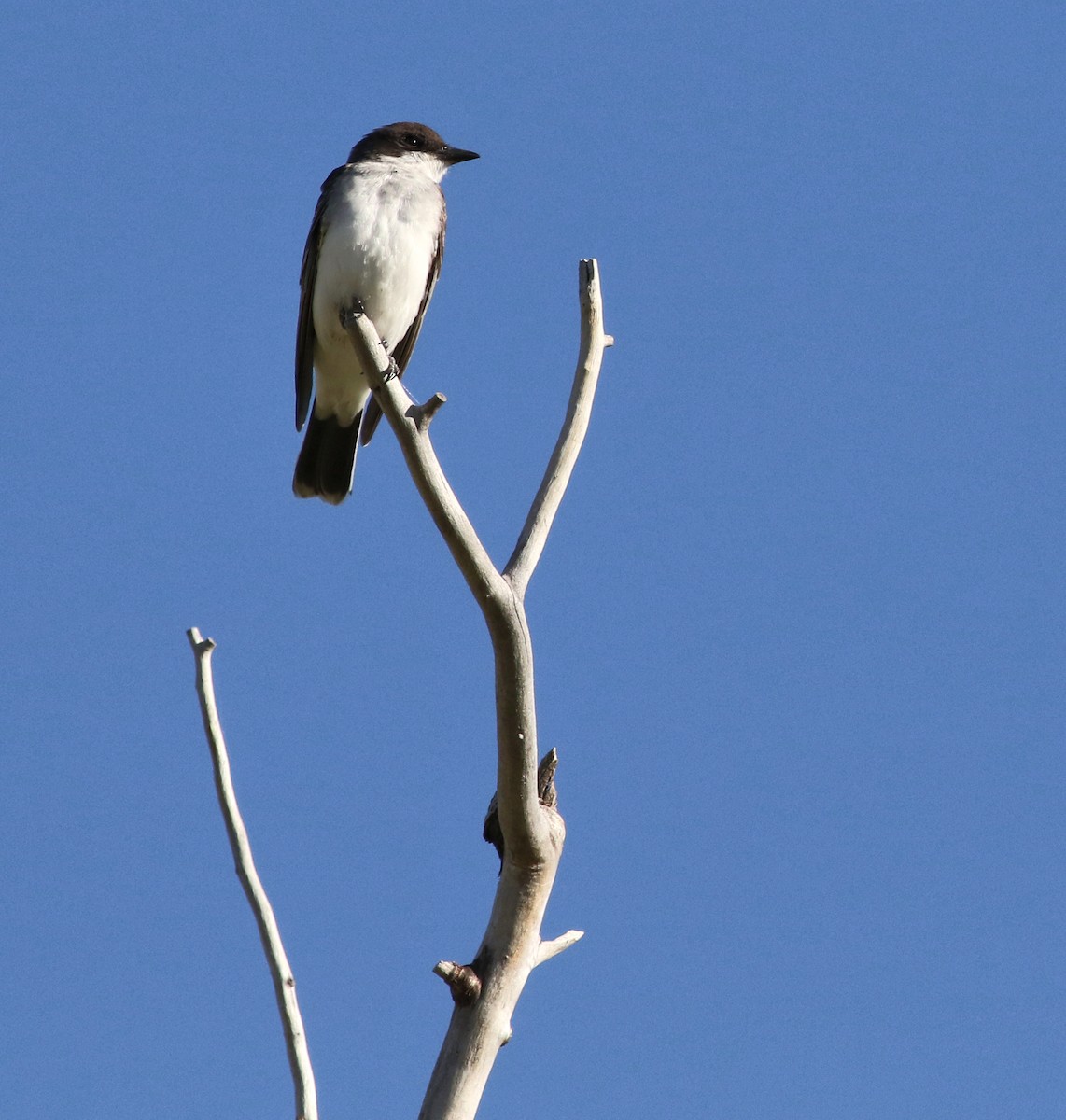 Eastern Kingbird - ML611074149