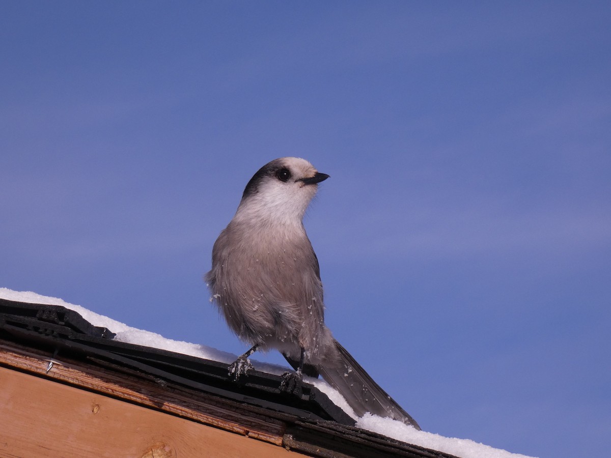 Canada Jay - ML611074159