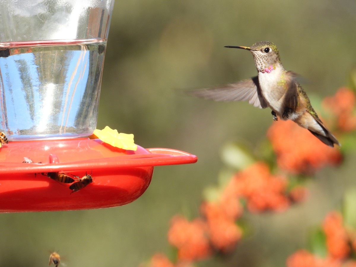 Broad-tailed Hummingbird - ML611074364