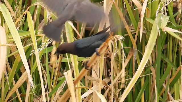 Brown-headed Cowbird - ML611074397