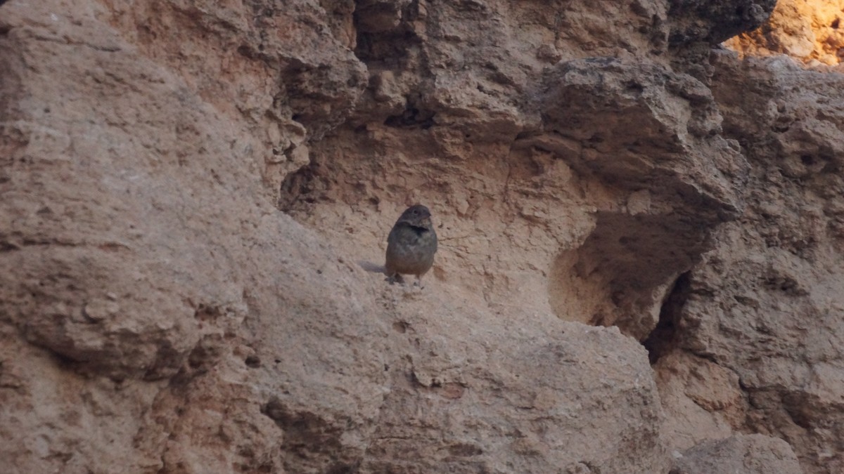 Canyon Towhee - ML611074399